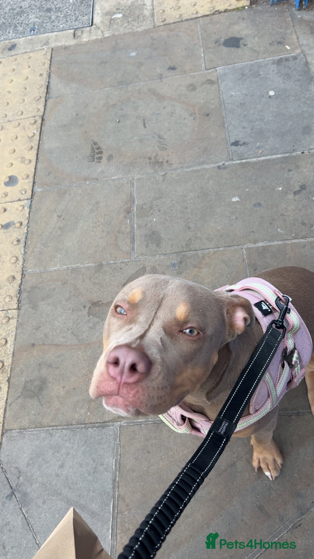 Mixed Breed dogs for sale: My name is Nova.    please adopt me  - Advert 5