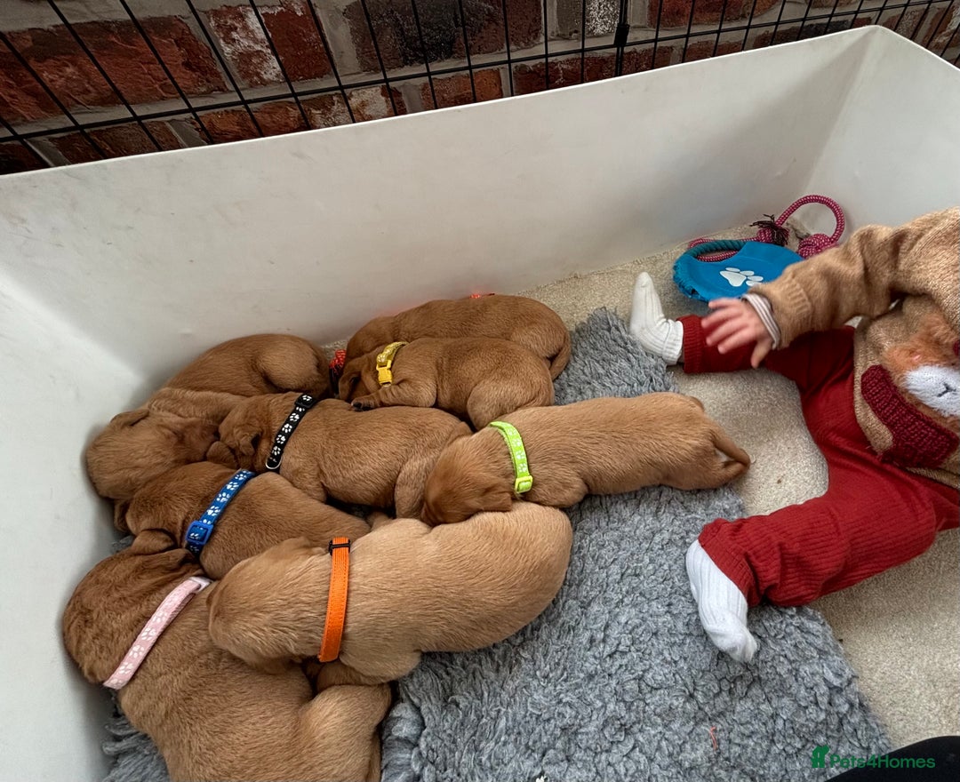Labrador Retriever dogs for sale: Beautiful KC Fox Red Labrador Puppies - Image 17