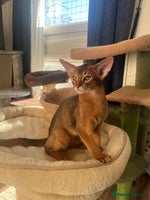 Abyssinian cats Beautiful Abyssinians kittens - Advert 3