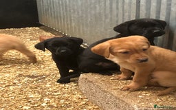 Labrador Retriever dogs for sale: working bred Labrador pups - Image 2