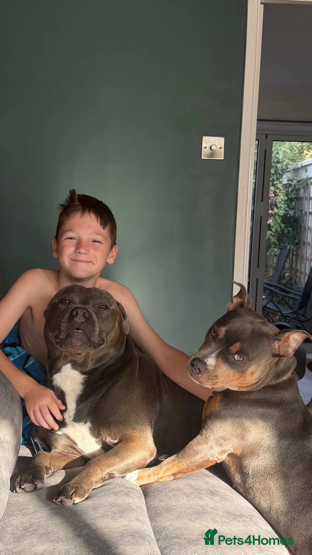 Staffordshire Bull Terrier dogs for sale: Staffy litter - Advert 4