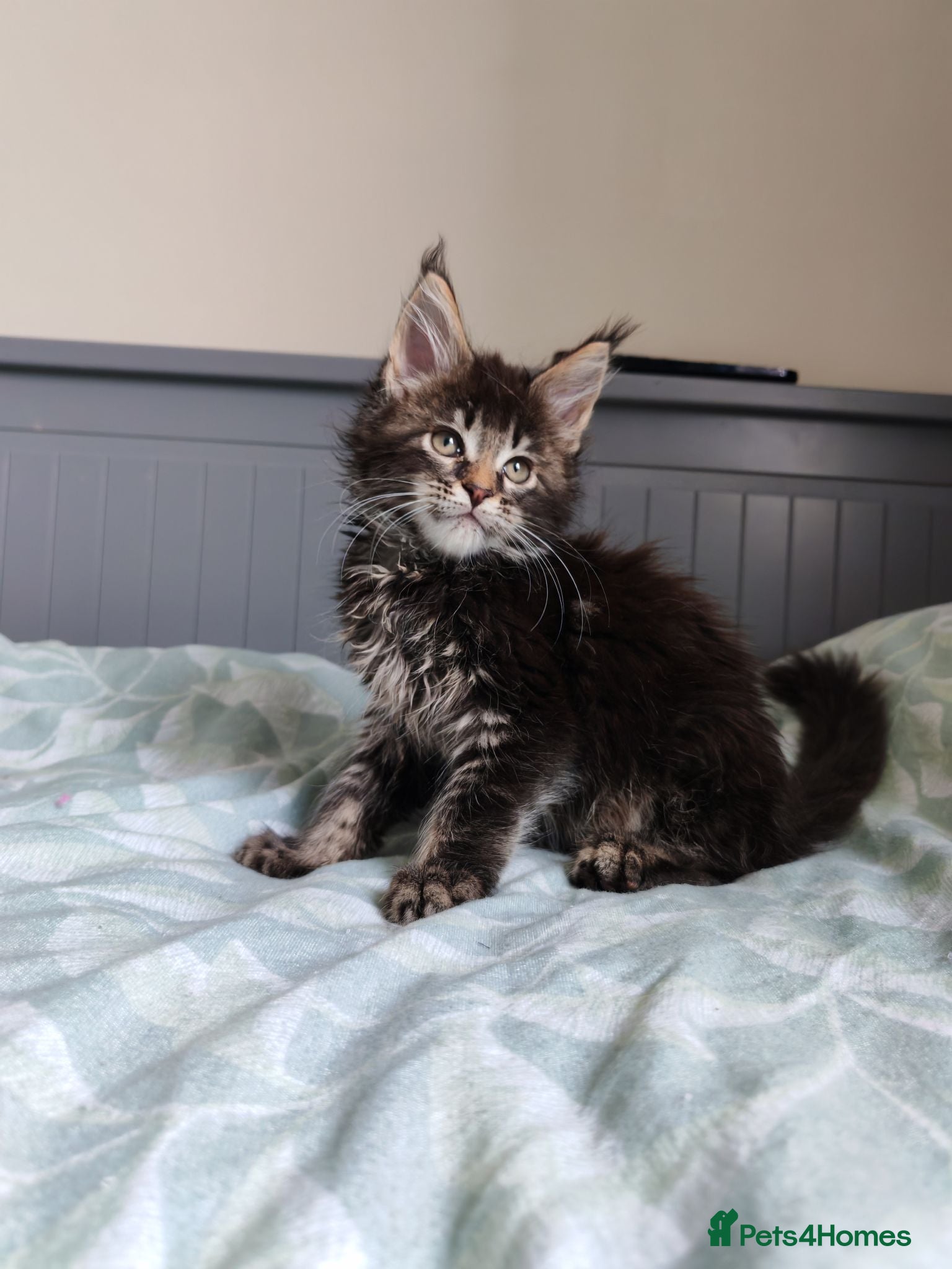 Maine Coon cats Meet Our Beautiful Maine Coon Kittens 😍😍😍  - Advert 2
