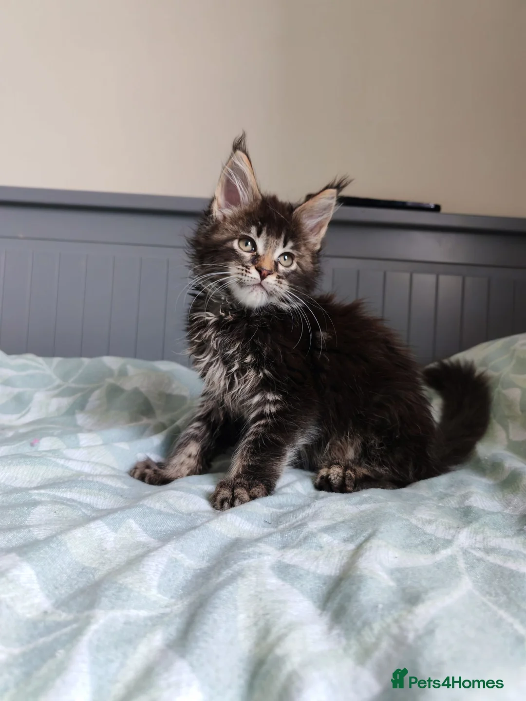 Maine Coon cats for sale: Meet Our Beautiful Maine Coon Kittens 😍😍😍  - Advert 2