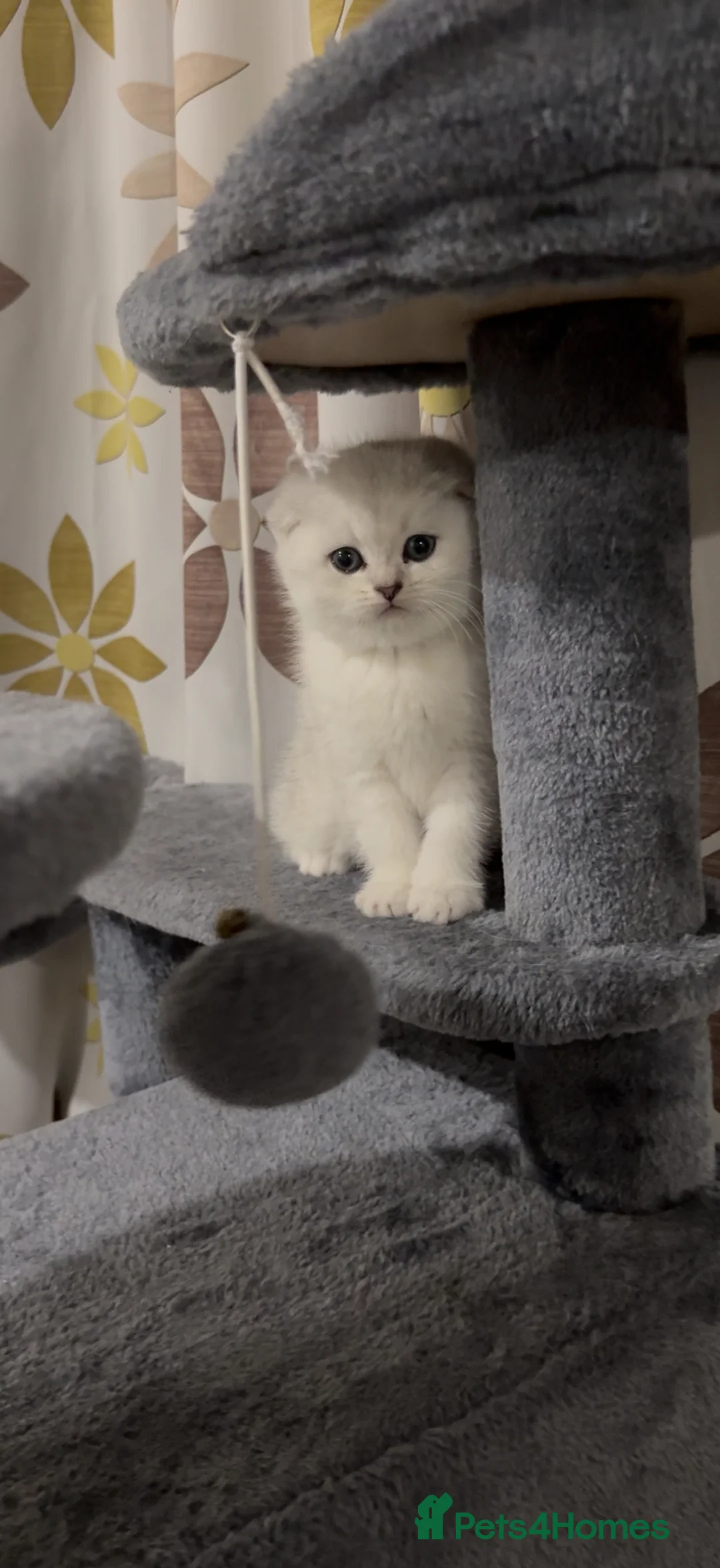 Scottish Fold cats for sale: Instagrammable Scottish Folds – Boy and Girl in London - Advert 2