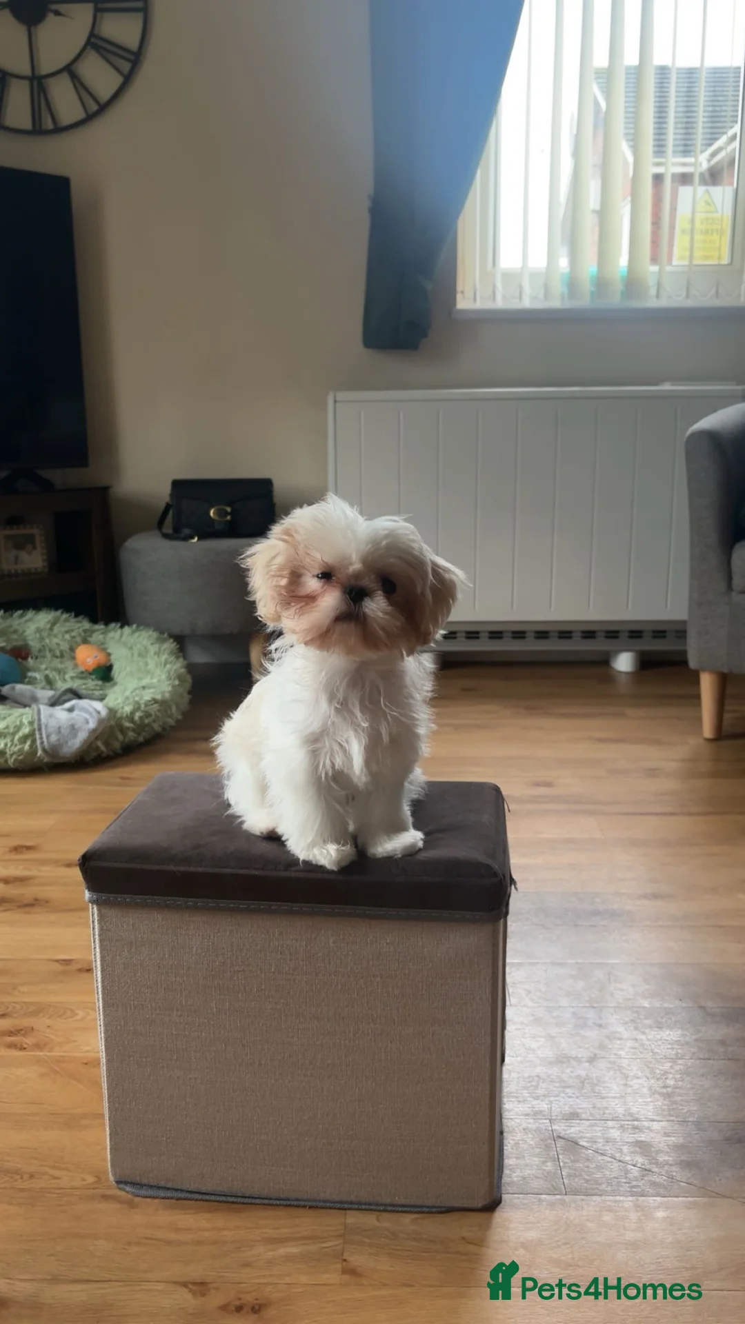 Shih Tzu dogs for sale: Pedigree white&cream shih tzu - Advert 2