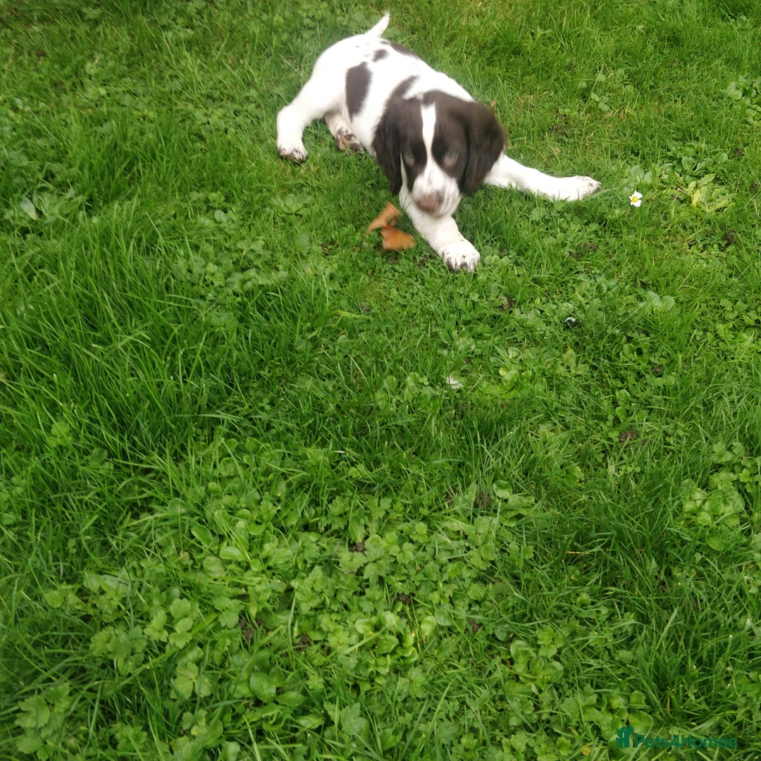 Sprocker dogs for sale: 5 sprocker boy pups - Image 6