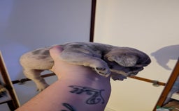 French Bulldog dogs for sale: French bulldog  - Image 3