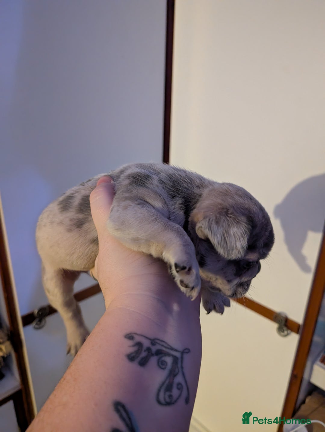 French Bulldog dogs for sale: French bulldog  - Image 3