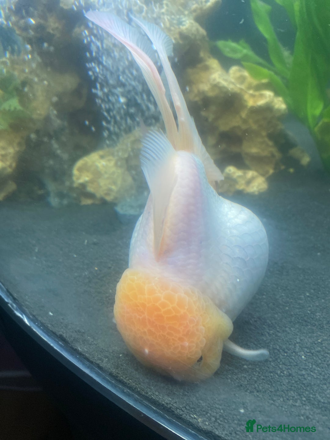 Fancy Goldfish fish for sale: 3 big fancy goldfish  - Advert 4