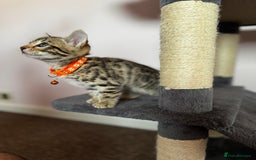 Bengal cats for sale: 🐆✨[REDUCED TO CLEAR!!] LAST THREE PURE BENGAL’S❤️ - Image 22