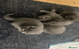 Scottish Fold cats for sale: Scottish fold kittens - Image 11