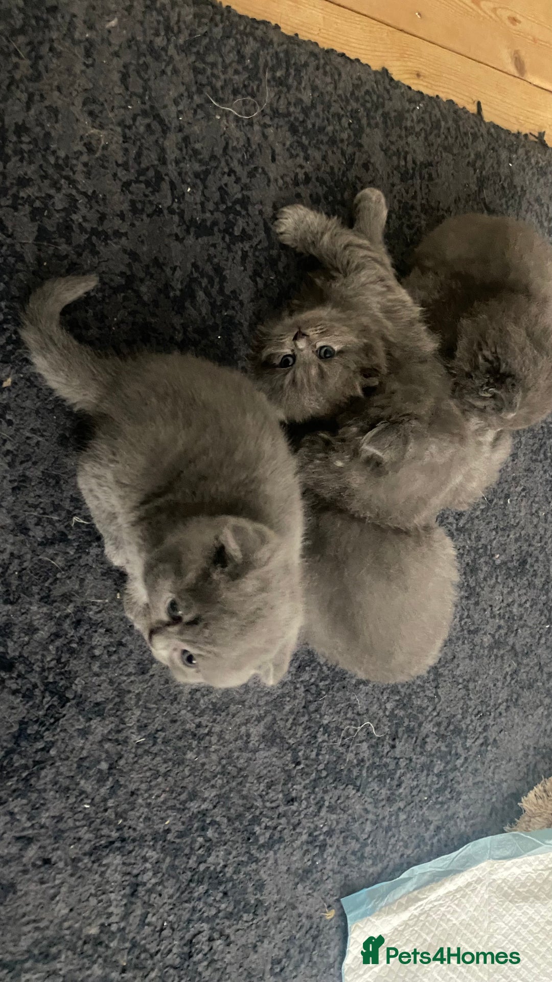 Scottish Fold cats for sale: Scottish fold kittens - Image 11