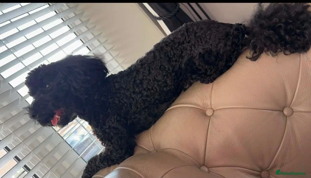 Cockapoo dogs for sale: Last 2 outstanding puppies - Advert 4