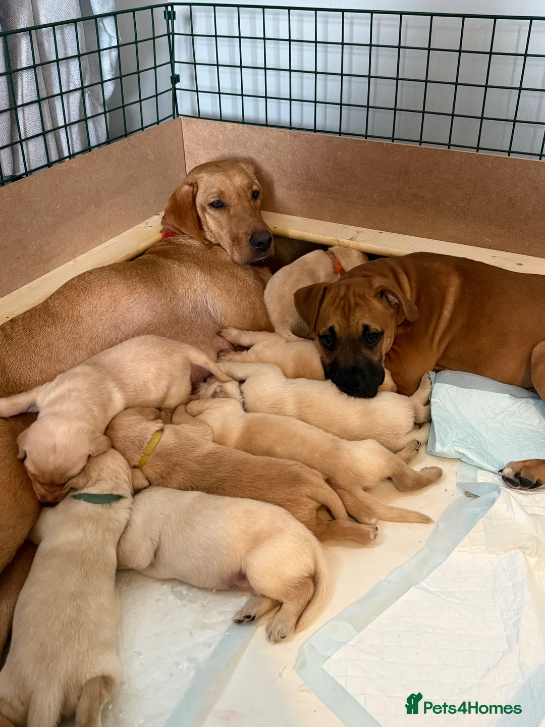 Labrador Retriever dogs for sale: KC REGISTERED LABS fox red and cream  - Advert 2