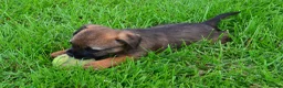 Border Terrier dogs for sale: Border Terrier Puppies - Advert 9