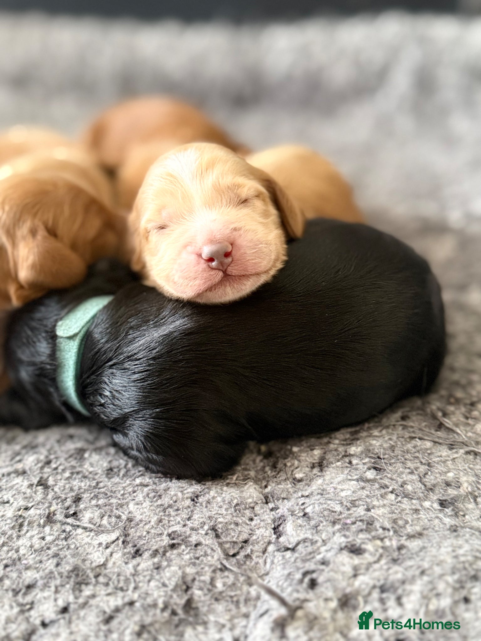 Cockapoo dogs F1 show line cockapoo puppies - Advert 18