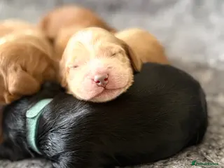 Cockapoo dogs F1 show line cockapoo puppies - Advert 18