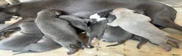 Whippet dogs for sale: Stunning blue and white whippet puppies  - Advert 21