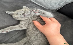 British Shorthair cats for sale: Pedigree British shorthair (Bi colour gene) in Birmingham - Image 2