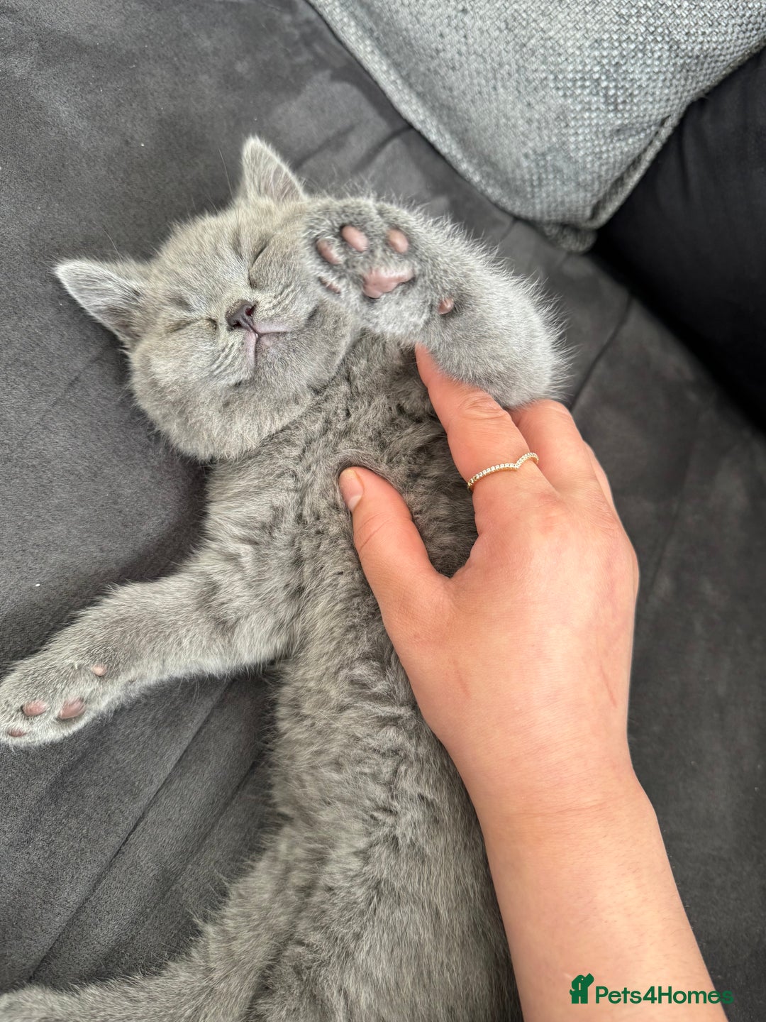 British Shorthair cats for sale: Pedigree British shorthair (Bi colour gene) in Birmingham - Image 2