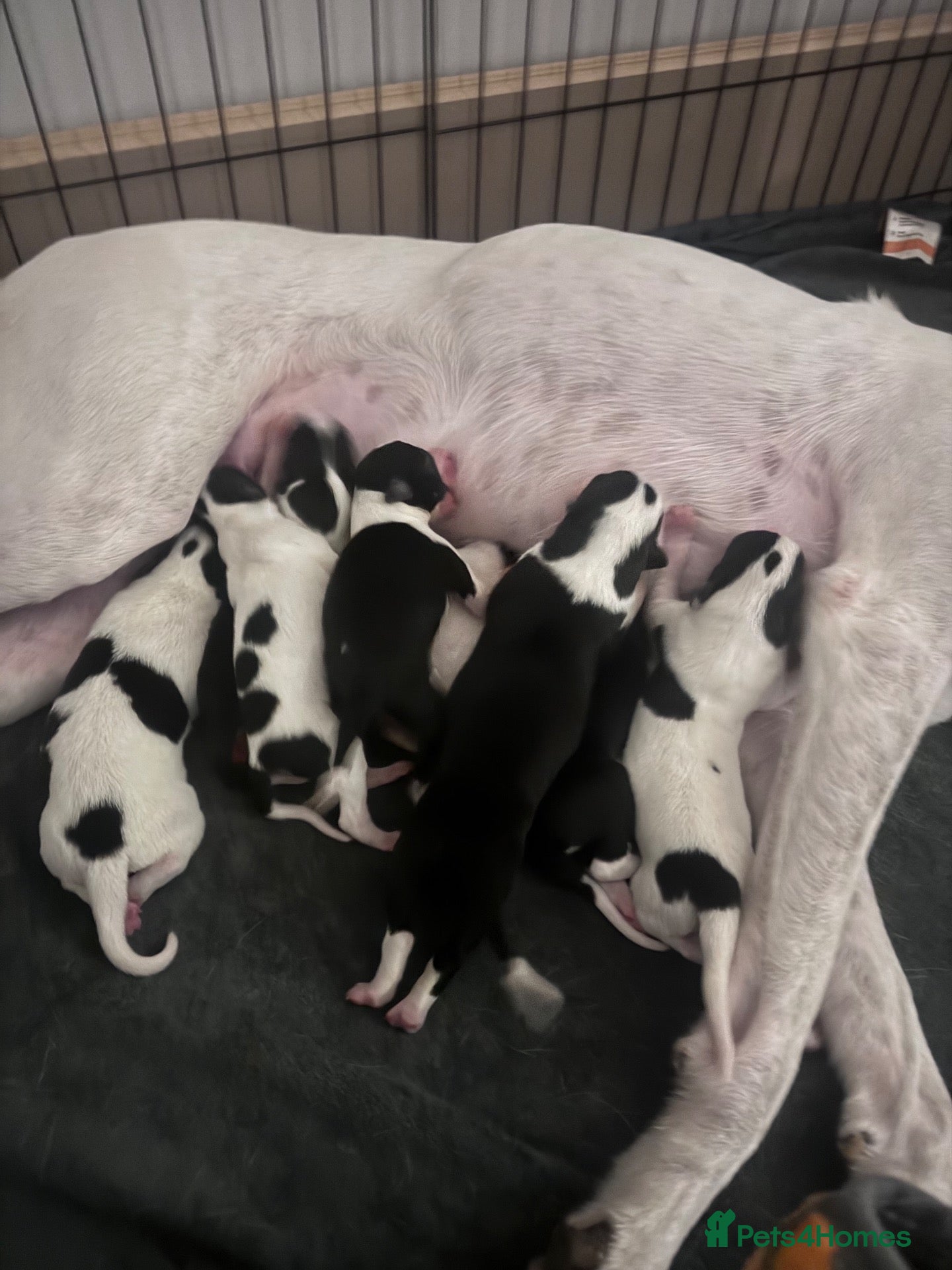 Mixed Breed dogs for sale: Collie greyhound x Beddy Whippet pups  - Advert 1
