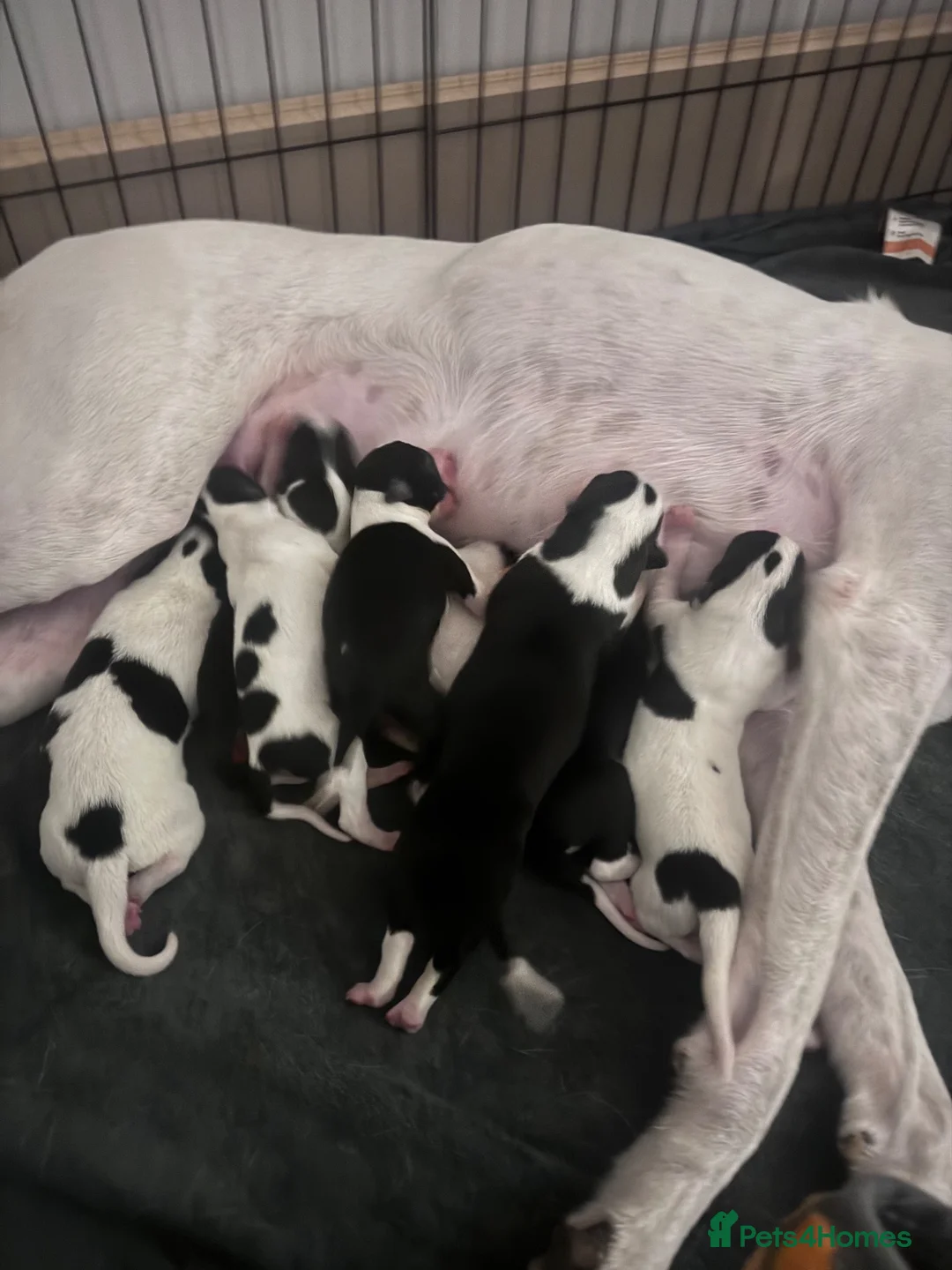 Mixed Breed dogs for sale: Collie greyhound x Beddy Whippet pups  - Advert 1