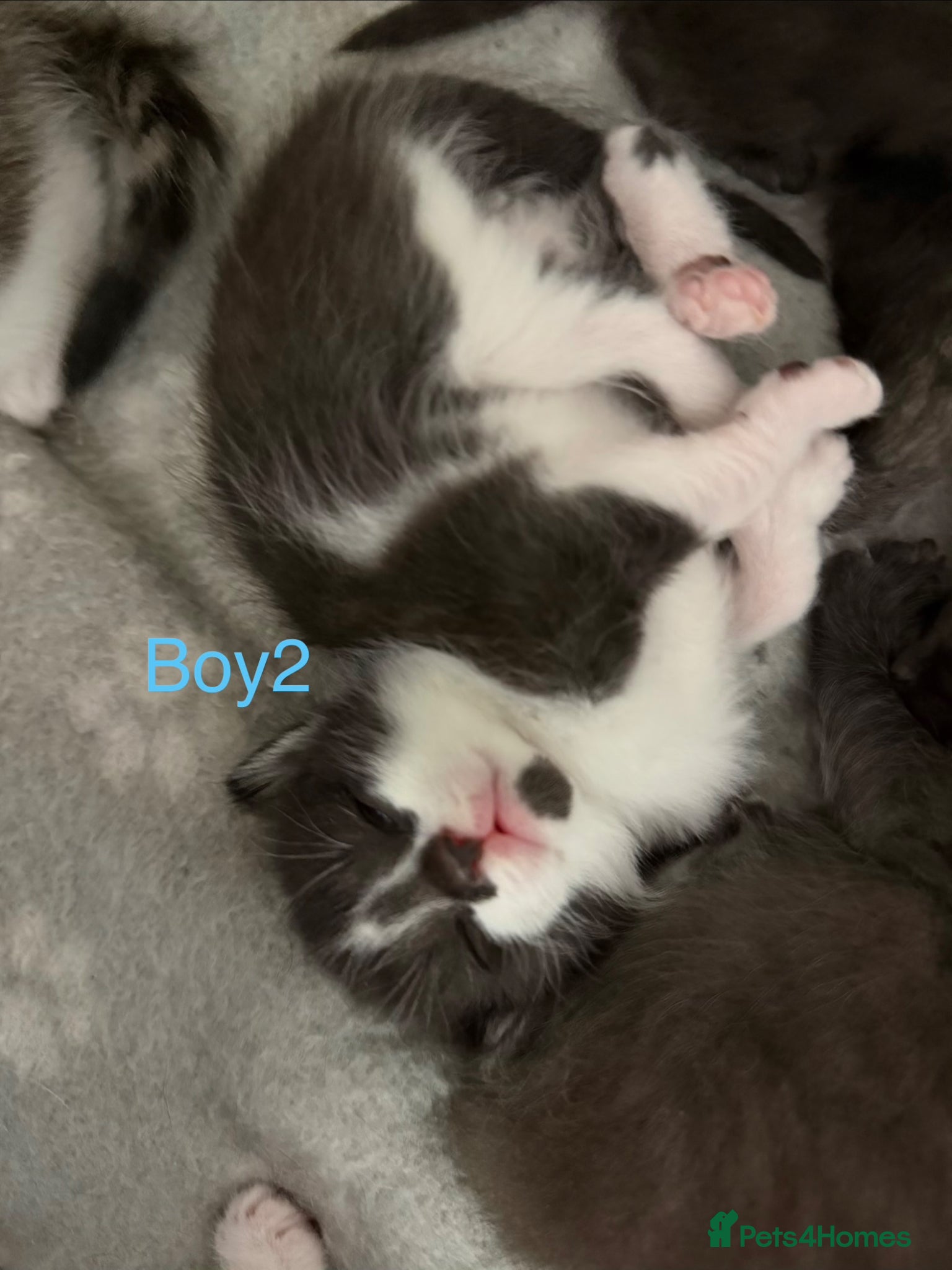 Mixed Breed cats Kittens for sale  - Advert 12