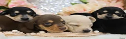Miniature Dachshund dogs for sale: KC Miniature Dachshund Puppies - Advert 19