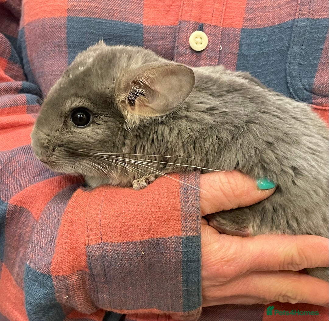 Chinchilla rodents for sale: Baby chinchillas  - Advert 3