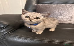 British Shorthair cats for sale: British Shorthair kittens Tica  - Image 6