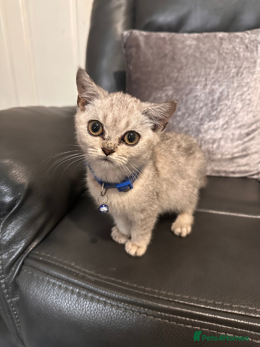 British Shorthair cats for sale: British Shorthair kittens Tica  - Image 6