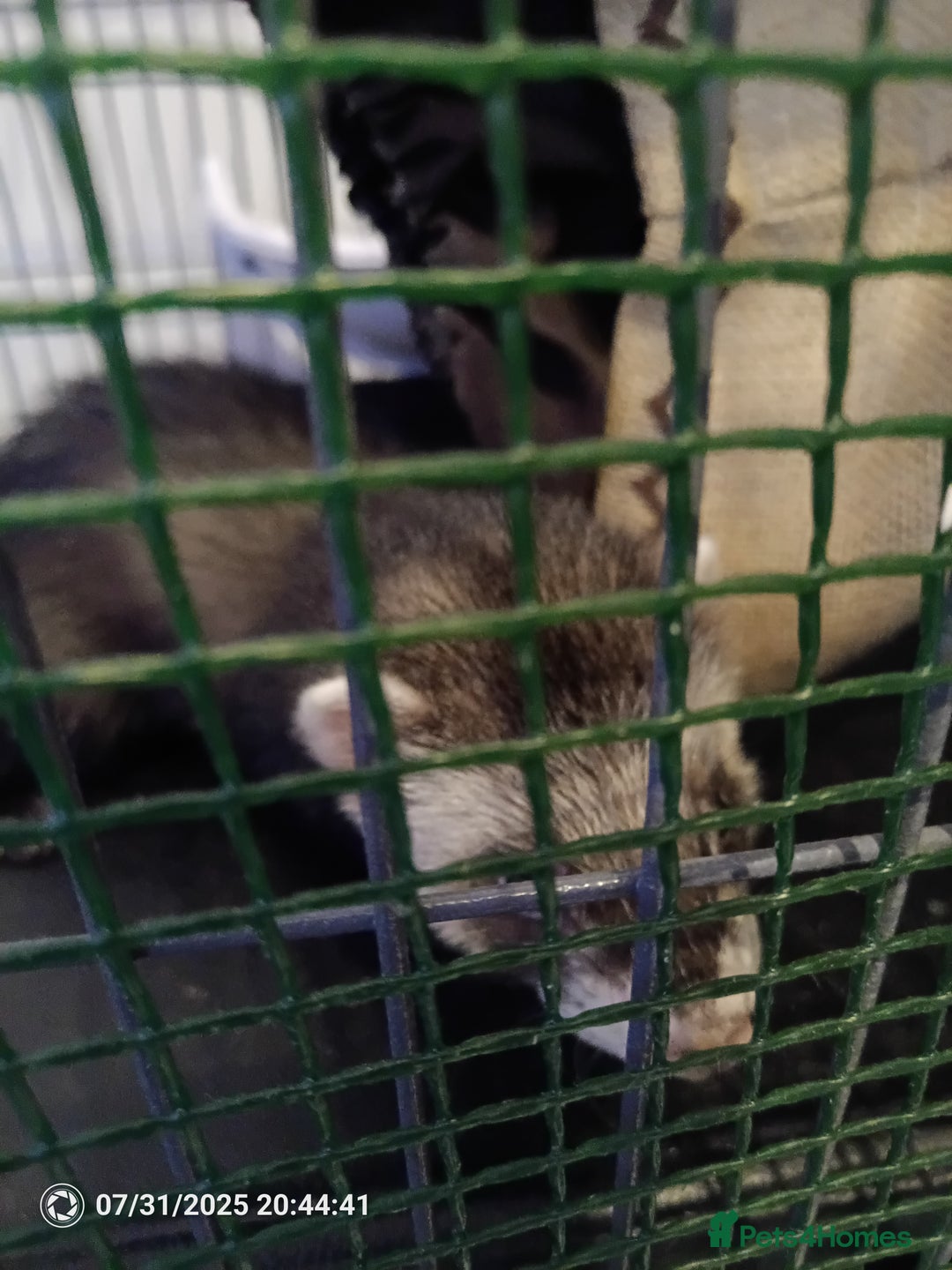 Ferret rodents for sale: 2 hobs 10 weeks old  - Image 5