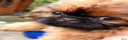 Shih Tzu dogs for sale: The Original Teddybear Puppies!  - Advert 7