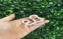 Corn Snake reptiles for sale: Corn snakes available at Viperia Exotics - Image 2