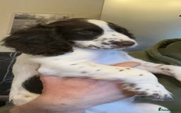 Cocker Spaniel dogs for sale: Beautiful pedigree working cocker spaniel puppy  - Image 2