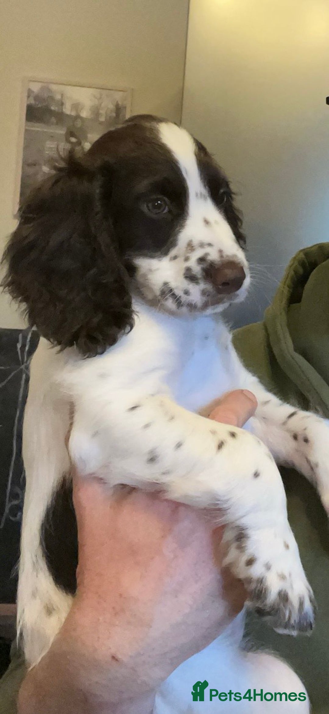 Cocker Spaniel dogs for sale: Beautiful pedigree working cocker spaniel puppy  - Image 2