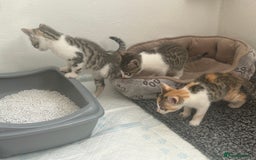 Bengal cats for sale: Bengal Calico kittens  - Image 23