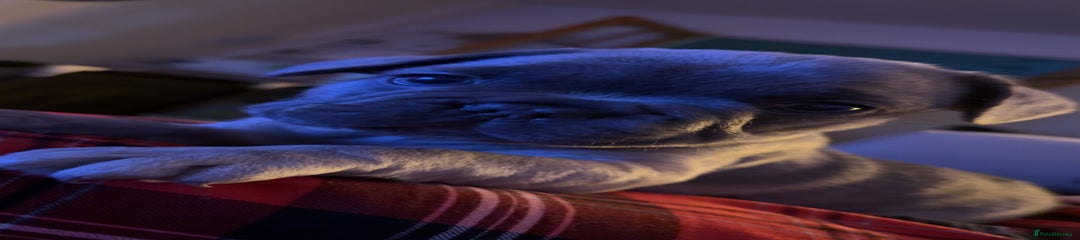 French Bulldog Puppy 1