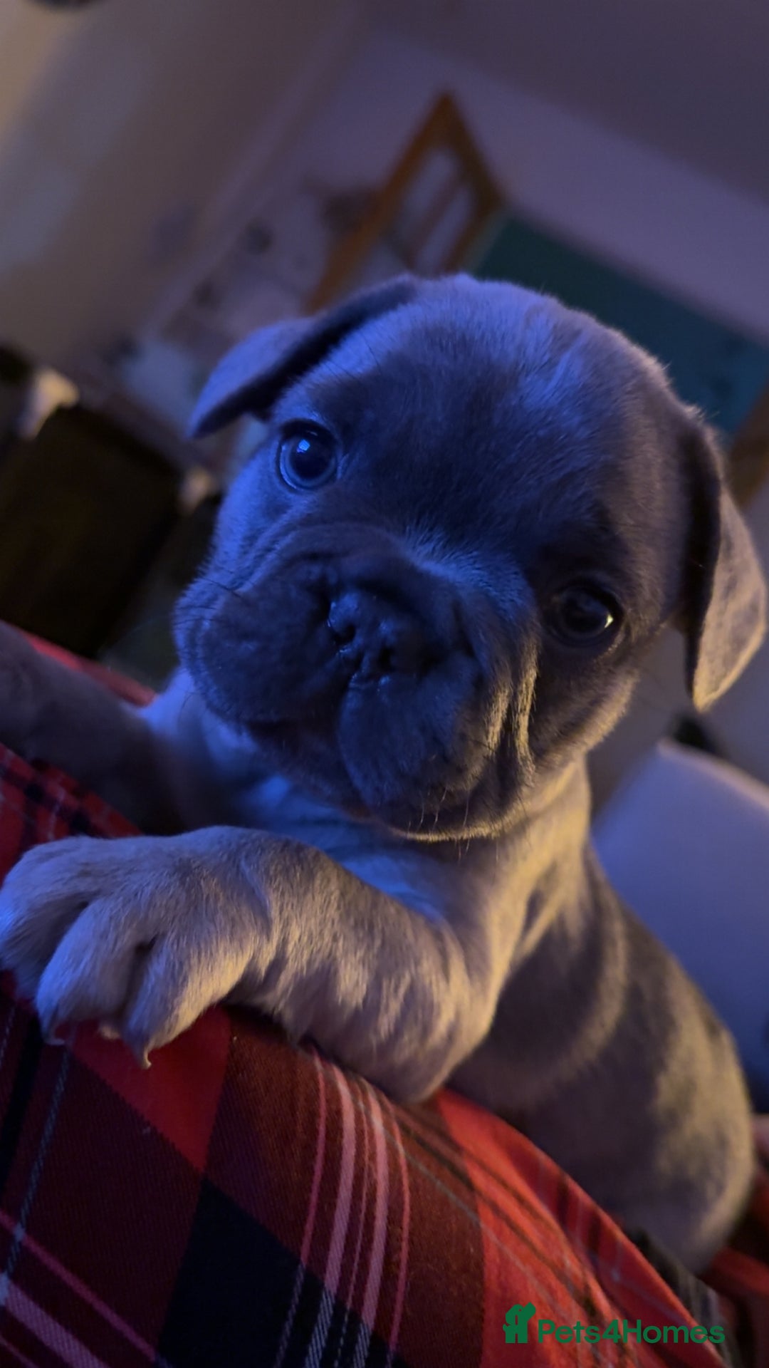 French Bulldog dogs for sale: French bulldog puppy’s  - Image 3