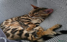 Bengal cats for sale: Female Bengal  - Image 1