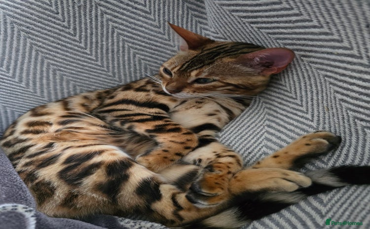 Bengal cats - Advert 2