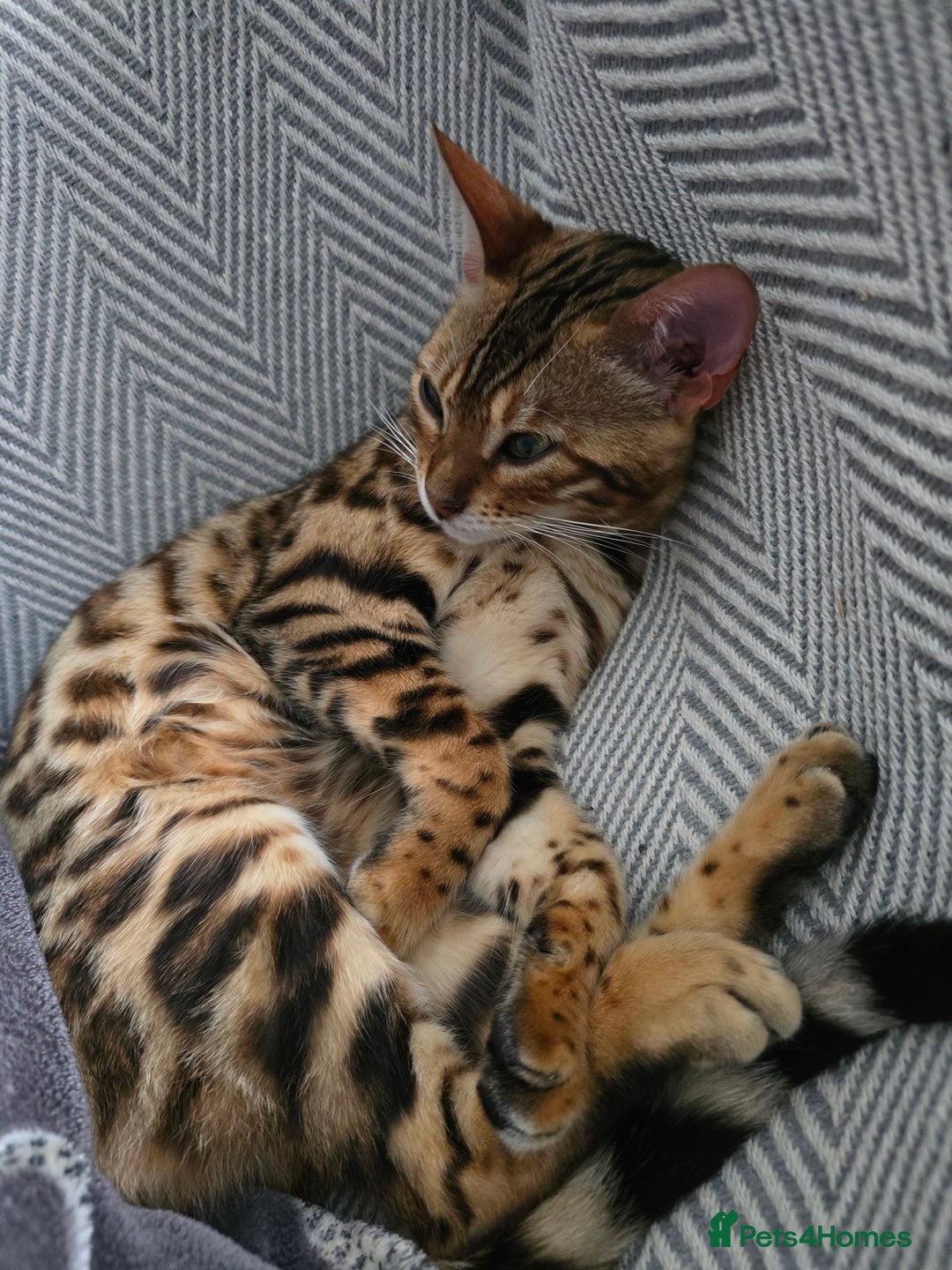 Bengal cats for sale: Female Bengal  - Image 1