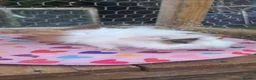 Guinea Pig rodents for sale: Adorable young boar Guinea pigs  - Advert 8