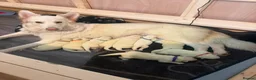 White Swiss Shepherd dogs for sale: Swiss white shepherds puppies  - Advert 34