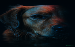 Golden Retriever dogs for sale: Working strain golden retriever puppies  - Image 1