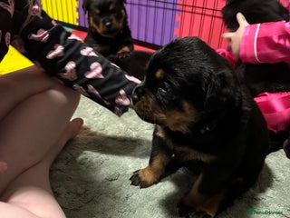 Rottweiler dogs Top Quality KC Health Tested Rottweiler Puppies - Advert 9