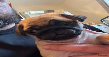 Pug dogs - Advert 2