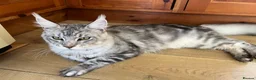 Maine Coon cats for sale: Male silver Maine Coon (Apollo) - Advert 2