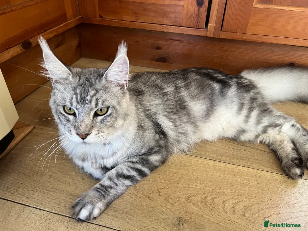 Maine Coon cats for sale: Male silver Maine Coon (Apollo) - Advert 2
