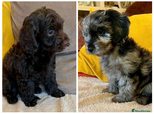 Cavapoo dogs - Advert 13